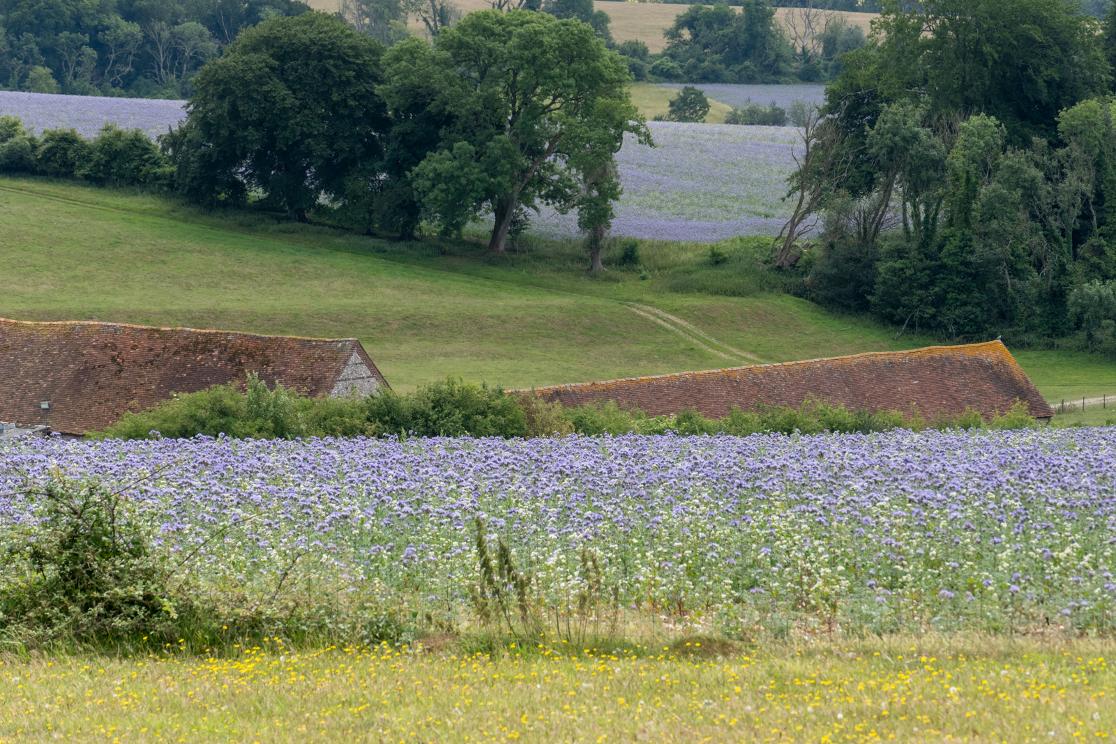 Photography by Chris Allington